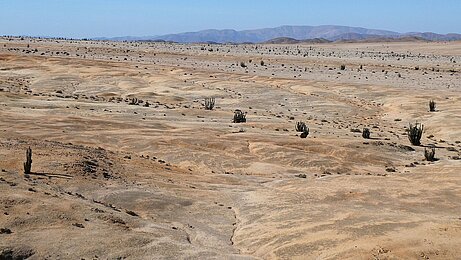 Küstennahe Landschaft der Atacama Wüste im Nationalpark Pan de Azucar. Die dunklen Flecken auf dem Boden entstehen durch den Bewuchs von Flechten, Cyanobakterien und Mikropilzen der quartzhaltigen Grit Steinchen, welche zusammen die Grit Crust bilden Küstennahe Landschaft der Atacama Wüste im Nationalpark Pan de Azucar. Die dunklen Flecken auf dem Boden entstehen durch den Bewuchs von Flechten, Cyanobakterien und Mikropilzen der quartzhaltigen Grit Steinchen, welche zusammen die Grit Crust bilden (Foto: Patrick Jung)